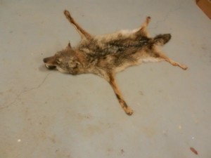 coyote rug