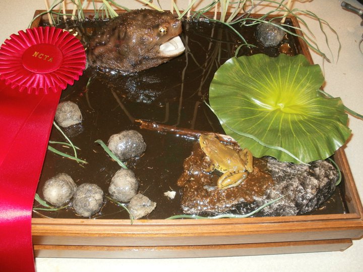 reptile trophy taxidermist