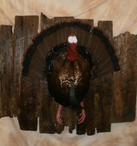 breast mount turkey