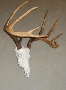 skull taxidermy deer 3