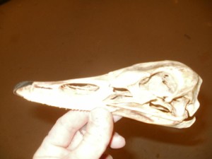 swan skull