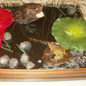 reptile trophy taxidermist