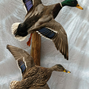 mallard2